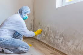 Trusted Nocona, TX Mold Prevention & Removal  Experts